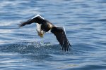 Dave_McKay_Stellers-Eagle-with-Catch.jpg