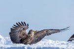 Dave_McKay_White-Tailed-Eagle.jpg