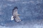 Dave_McKay_White-Tailed-in-snowstorm.jpg