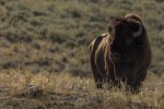 Dave_Stroud_Bison-In-Evening-Light.jpg