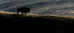 Dave_Stroud_Bison.jpg
