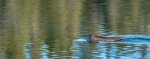Dave_Stroud_Muskrat-Swimming.jpg