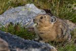 Dave_Stroud_Pika.jpg