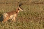 Dave_Stroud_Pronghorn-Antelope.jpg