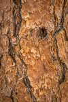 Dave_Stroud_Tree-Bark.jpg