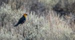 Dave_Stroud_Yellow-headed-Blackbird.jpg