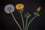 Ian_Bray_Team-Dandelion.jpg