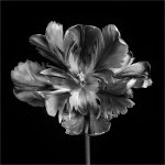 Ian_Bray_Tulip-lost-its-colour.jpg