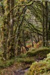 Jill_Bain_Ancient-Woodland.jpg