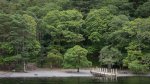 Jill_Bain_Woodland-Pier-Derwentwater.jpg