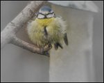 John_Boteler_COLD-BLUE-TIT.jpg