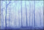 John_Boteler_MISTY-FOREST.jpg
