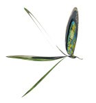 John_Bull_Damselfly-Maybe.jpg