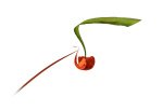 John_Bull_Poppy-Rearranged.jpg