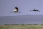 Keith_Worthington_Cranes.jpg