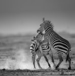 Keith_Worthington_Fighting-Zebras.jpg
