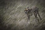 Keith_Worthington_Hunting-Cheetah.jpg