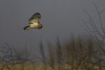 Keith_Worthington_Hunting-Owl.jpg