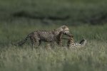 Keith_Worthington_Playing-Cheetah-Cubs.jpg