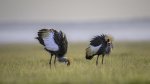 Keith_Worthington_Ruffled-Cranes.jpg