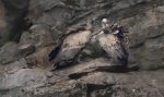 Les_Gordon_2-Griffin-Vultures-on-a-rock-ledge.jpg
