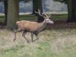 Les_Gordon_Bushy-Park-running-Red-deer.jpg