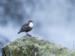 Les_Gordon_Dipper-with-Waterfall-back-drop.jpg