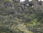 Les_Gordon_Iberian-Ibex.jpg