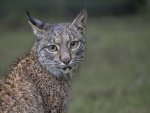 Les_Gordon_Iberian-Lynx-Portrait.jpg
