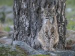 Les_Gordon_Iberian-Lynx-blending-in.jpg