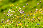 Michele_Peters_Alpine-Wildflowers.jpg