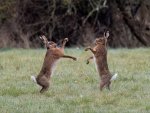 Phil_Warrington_Boxing-Hares.jpg