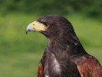 Phil_Warrington_Harris-Hawk.jpg