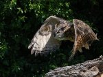 Phil_Warrington_Indian-Eagle-Owl.jpg