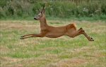 Phil_Warrington_Leaping-Roebuck.jpg