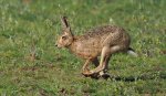 Phil_Warrington_Racing-Hare.jpg