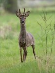 Phil_Warrington_Young-Buck.jpg
