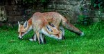 Ron_Perkins_Foxes-in-my-Garden.jpg
