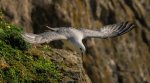 Ron_Perkins_Fulmar.jpg