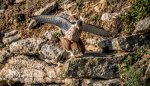 Ron_Perkins_Mating-Kestrels.jpg