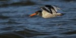 Ron_Perkins_Oystercatcher-1.jpg