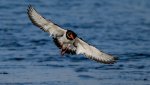 Ron_Perkins_Oystercatcher-2.jpg