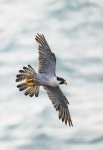 Ron_Perkins_Peregrine.jpg