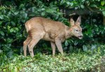 Ron_Perkins_Roe-Doe-in-my-Garden.jpg