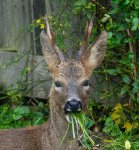 Ron_Perkins_Roebuck-Raiding-my-Garden.jpg