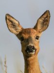 Ron_Perkins_Wild-Roe-Doe.jpg