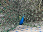 Sandra_Newton_Andalucian-Peacock.jpg