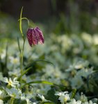 Sandra_Newton_Fritillary-in-the-Garden.jpg