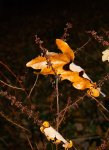 Sheila_Frankum_Autumn Leaf.jpg