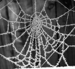 Sheila_Frankum_Delicate Frost.jpg